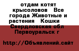 отдам котят крысоловов - Все города Животные и растения » Кошки   . Свердловская обл.,Первоуральск г.